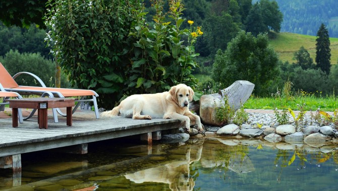 Haushund Hugo am Badeteich