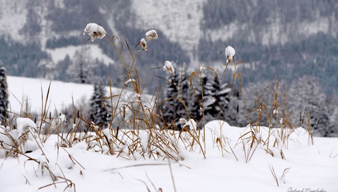 Winterlandschaft Goldegg