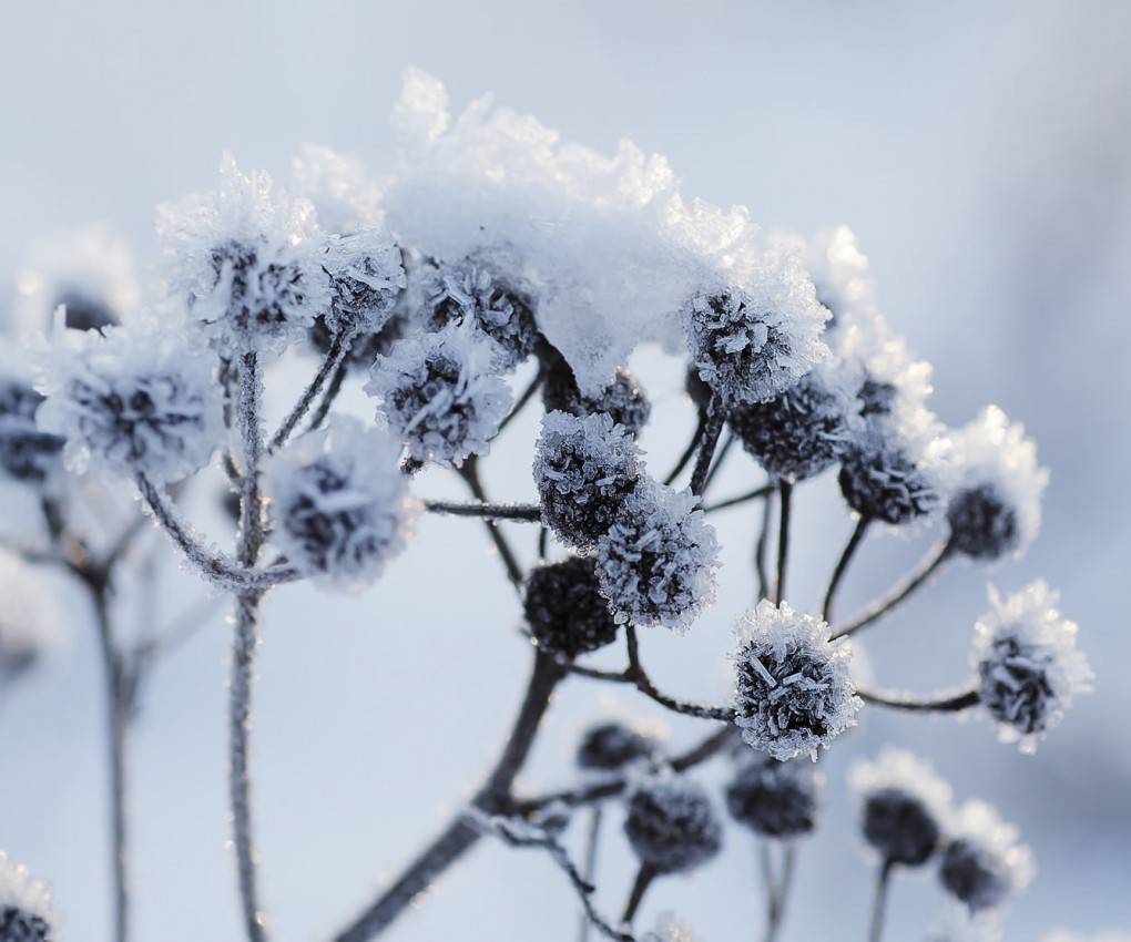 Gefrorene Pflanze im Winter