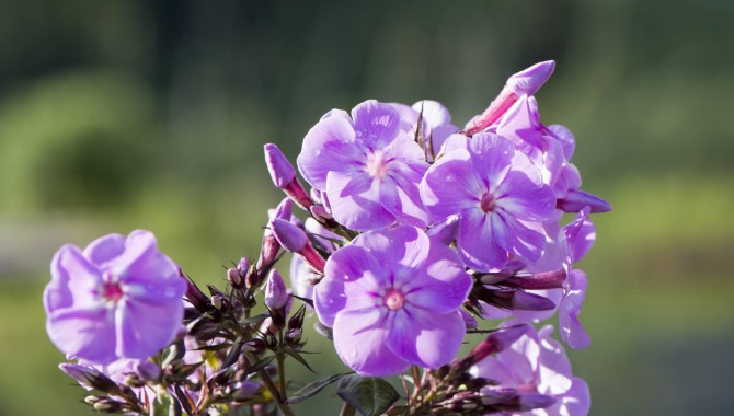 Bunte Blumen machen das malerische Bild komplett